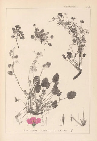 Herbier de la flore française Pl0082 - Louis Antoine Cusin — artwork view