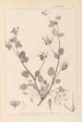 Herbier de la flore française Pl0083 - Louis Antoine Cusin — artwork view