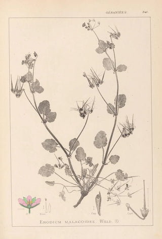 Herbier de la flore française Pl0083 - Louis Antoine Cusin — artwork view
