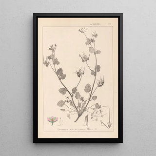 Herbier de la flore française Pl0083 - Louis Antoine Cusin — framed artwork on a wall