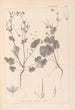 Herbier de la flore française Pl0084 - Louis Antoine Cusin — artwork view