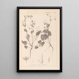 Herbier de la flore française Pl0084 - Louis Antoine Cusin — framed artwork on a wall