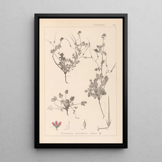 Herbier de la flore française Pl0085 - Louis Antoine Cusin — framed artwork on a wall