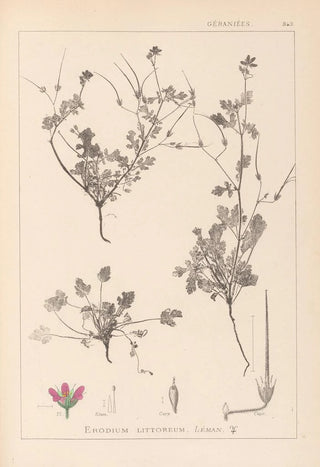 Herbier de la flore française Pl0085 - Louis Antoine Cusin — artwork view