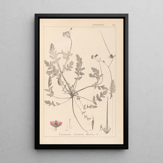 Herbier de la flore française Pl0087 - Louis Antoine Cusin — framed artwork on a wall