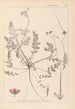 Herbier de la flore française Pl0087 - Louis Antoine Cusin — artwork view