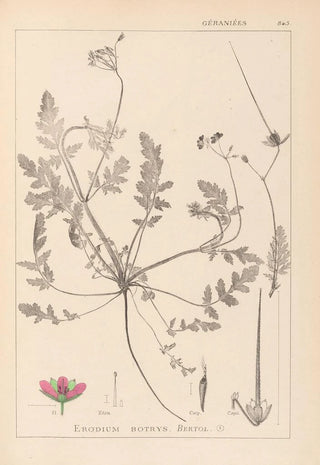 Herbier de la flore française Pl0087 - Louis Antoine Cusin — artwork view