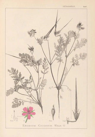 Herbier de la flore française Pl0088 - Louis Antoine Cusin — artwork view