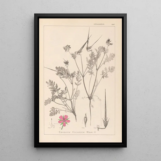 Herbier de la flore française Pl0088 - Louis Antoine Cusin — framed artwork on a wall