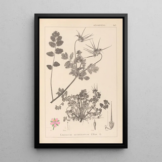 Herbier de la flore française Pl0089 - Louis Antoine Cusin — framed artwork on a wall