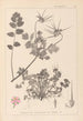 Herbier de la flore française Pl0089 - Louis Antoine Cusin — artwork view