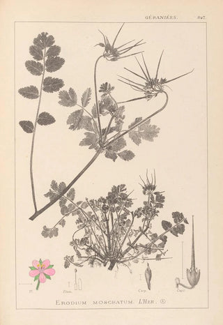 Herbier de la flore française Pl0089 - Louis Antoine Cusin — artwork view