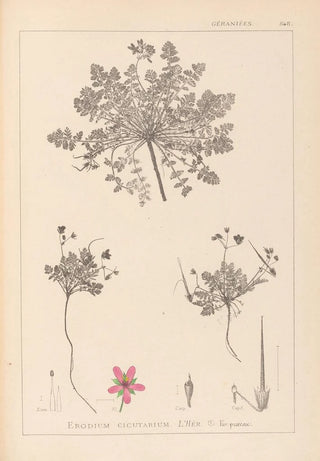 Herbier de la flore française Pl0090 - Louis Antoine Cusin — artwork view