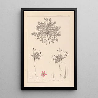 Herbier de la flore française Pl0090 - Louis Antoine Cusin — framed artwork on a wall