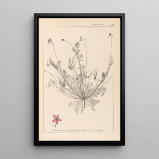 Herbier de la flore française Pl0091 - Louis Antoine Cusin — framed artwork on a wall