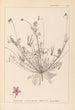 Herbier de la flore française Pl0091 - Louis Antoine Cusin — artwork view
