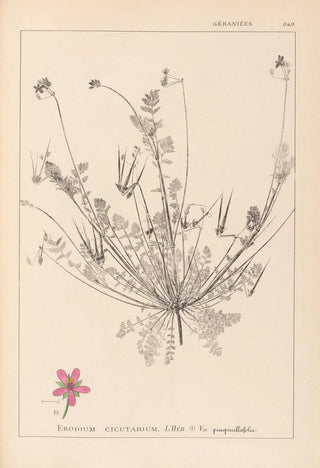 Herbier de la flore française Pl0091 - Louis Antoine Cusin — artwork view