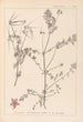 Herbier de la flore française Pl0092 - Louis Antoine Cusin — artwork view