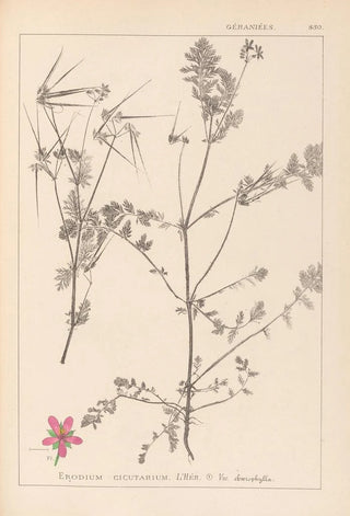 Herbier de la flore française Pl0092 - Louis Antoine Cusin — artwork view