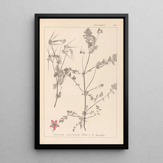 Herbier de la flore française Pl0092 - Louis Antoine Cusin — framed artwork on a wall