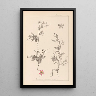 Herbier de la flore française Pl0093 - Louis Antoine Cusin — framed artwork on a wall