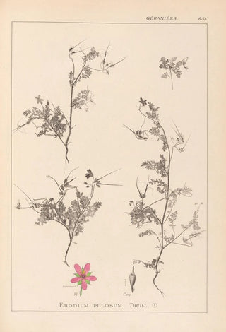 Herbier de la flore française Pl0093 - Louis Antoine Cusin — artwork view
