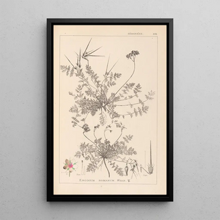 Herbier de la flore française Pl0094 - Louis Antoine Cusin — framed artwork on a wall