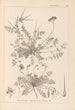 Herbier de la flore française Pl0094 - Louis Antoine Cusin — artwork view