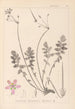 Herbier de la flore française Pl0095 - Louis Antoine Cusin — artwork view