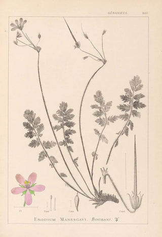 Herbier de la flore française Pl0095 - Louis Antoine Cusin — artwork view