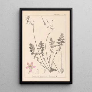 Herbier de la flore française Pl0095 - Louis Antoine Cusin — framed artwork on a wall
