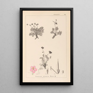 Herbier de la flore française Pl0096 - Louis Antoine Cusin — framed artwork on a wall