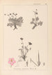 Herbier de la flore française Pl0096 - Louis Antoine Cusin — artwork view