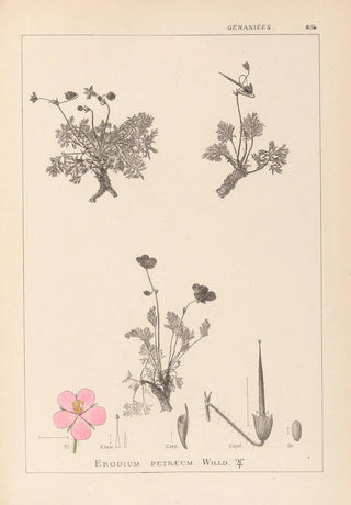 Herbier de la flore française Pl0096 - Louis Antoine Cusin — artwork view