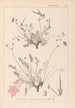 Herbier de la flore française Pl0097 - Louis Antoine Cusin — artwork view