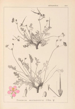 Herbier de la flore française Pl0097 - Louis Antoine Cusin — artwork view