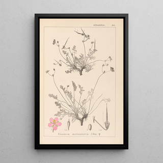 Herbier de la flore française Pl0097 - Louis Antoine Cusin — framed artwork on a wall