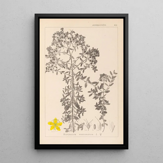 Herbier de la flore française Pl0098 - Louis Antoine Cusin — framed artwork on a wall
