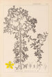 Herbier de la flore française Pl0098 - Louis Antoine Cusin — artwork view