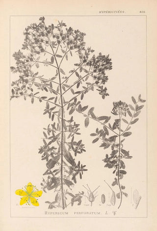 Herbier de la flore française Pl0098 - Louis Antoine Cusin — artwork view
