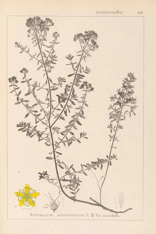 Herbier de la flore française Pl0099 - Louis Antoine Cusin — artwork view