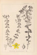 Herbier de la flore française Pl0100 - Louis Antoine Cusin — artwork view