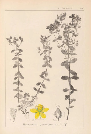 Herbier de la flore française Pl0100 - Louis Antoine Cusin — artwork view