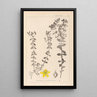 Herbier de la flore française Pl0100 - Louis Antoine Cusin — framed artwork on a wall