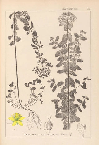 Herbier de la flore française Pl0101 - Louis Antoine Cusin — artwork view