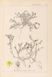 Herbier de la flore française Pl0102 - Louis Antoine Cusin — artwork view