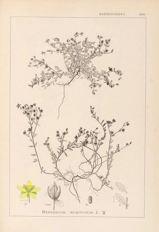 Herbier de la flore française Pl0102 - Louis Antoine Cusin — artwork view