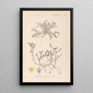 Herbier de la flore française Pl0102 - Louis Antoine Cusin — framed artwork on a wall
