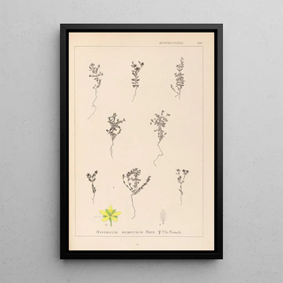 Herbier de la flore française Pl0103 - Louis Antoine Cusin — framed artwork on a wall