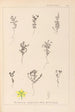 Herbier de la flore française Pl0103 - Louis Antoine Cusin — artwork view